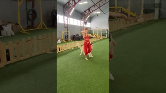 “Персидский Марш“- Соревнования по танцам с собаками Гелена Зырянова и ретривер Марс: Открытый - НТ