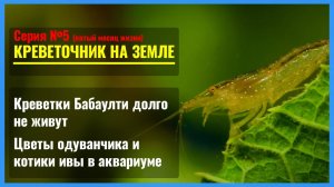 Серия 5. Отчего сдохла креветка БАБАУЛТИ?