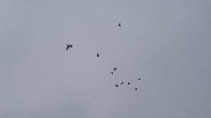 31.01.19. Выбраковка но летает.