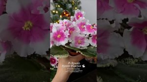🏫🐇Р-Ярило, Р-Ярило Люкс и Р-Ярило XXL - вместе сегодня у нас. И конечно с наступающим Рождеством