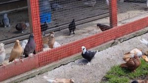 Голуби купаемся без мыла