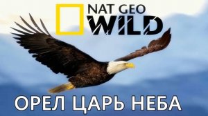 Nat Geo Wild Орел царь неба 12+