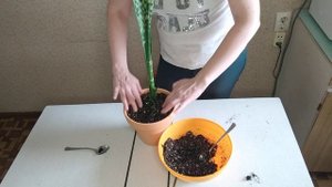 Сажаю себе детку сансевиерии Зейланика #сансевиерия #sansevieria #сансы