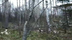 проверяем солонец на лося