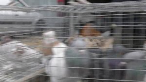 11.10.20. Птичий рынок г. Пятигорск- ч1.11.10.20. Poultry market in Pyatigorsk - h1