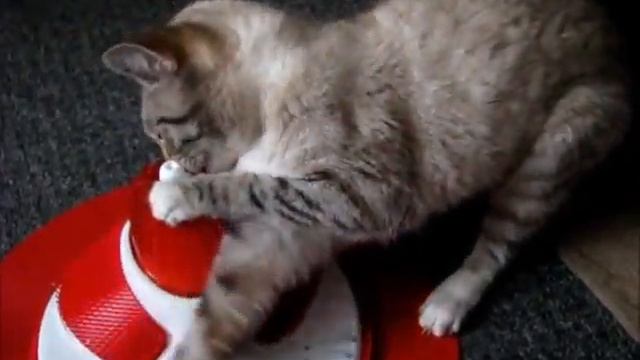 Royal Canin cat toy video.wmv