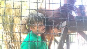 Вечная память. Леокадия Перевалова. Парк львов Тайган