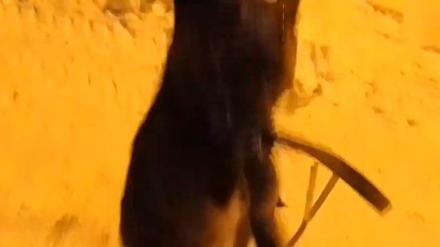 |•вечерняя~прогулка~с~собакой•|