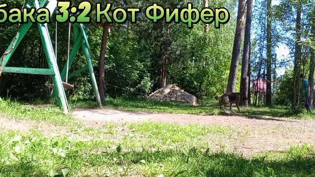 ФУТБОЛИСТ VS СОБАКА / ЧЕЛЛЕНДЖ С СОБАКОЙ смотреть онлайн