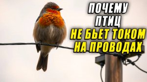 Почему птиц не бьет током на проводах