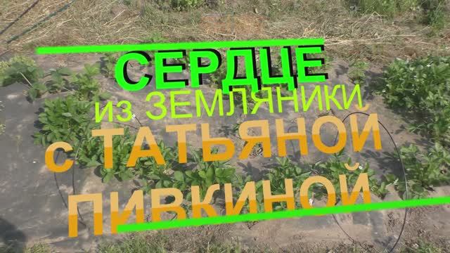Обзор моего огорода Земляника подсолнух мята салат хризантема
роза ИЮНЬ, с Татьяной Пивкиной.