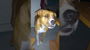 Собака говорит мама!