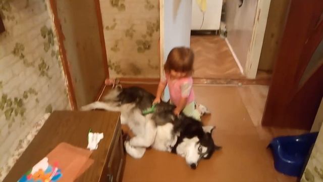 Ребенок расчесывает собаку (хаски) смотреть онлайн