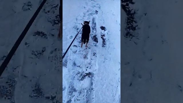 КОРОЧЕ ГОВОРЯ МОЁ УТРО/говорящая собака Шила путяшная смотреть онлайн