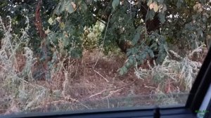 Заяц около города! The hare is near the city!