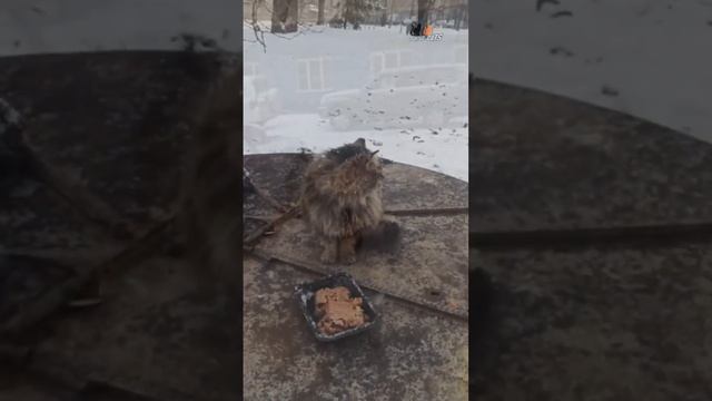 Зима пулковских придворных кошек. Наша любимая котожопка красавица Зеленоглазка