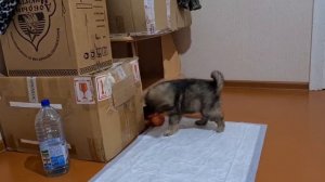 Пришло время, ждём щенков.