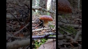 Грибы грибочки. лес. природа.