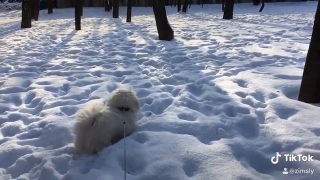 Моя собака Кокос Тайский пекинес!