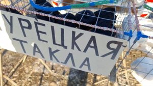 Голуби цены Птичий рынок г Пятигорск - ч3