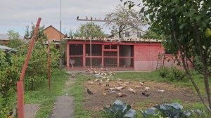 А оказалось что голуби могут