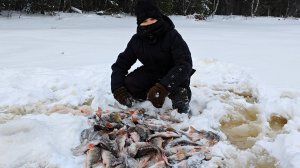 Искали язя а намолотили зачётных окуней.