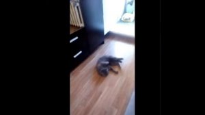Мой кот лижет полы!!!