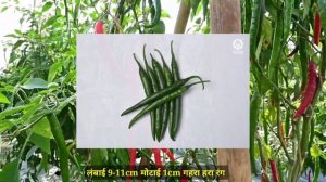 मिर्च की 5 जबरदस्त किस्में | Hybrid Chilli Seeds | Mirch ki Kheti | Armour | Egale | Unnati 60 13