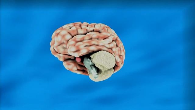3d model of the brain. Модель головного мозга ( Video Background Stock Footage Free )