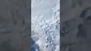 Волки съели волкодава
