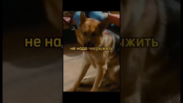 Что за говорящие собаки?  моментизфильма нарезки фильм фильмы