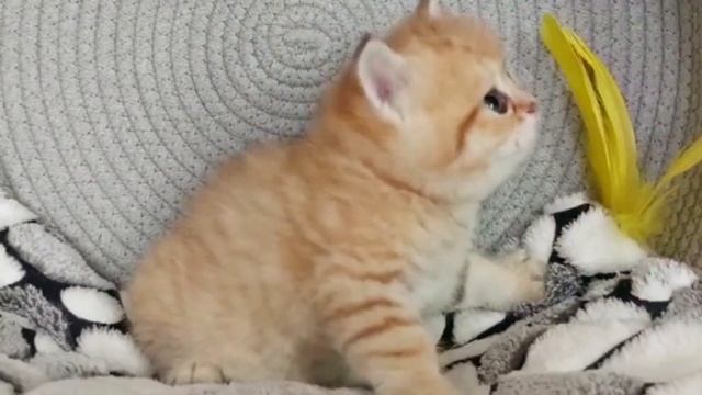 Британский короткошерстный котенок золотой пятнистый. Элитные британцы питомника Elite British