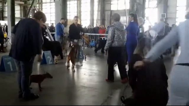 09.04.2022, СПб. Клуб "Северная Пальмира". Выставка CAC 2 группы FCI смотреть онлайн