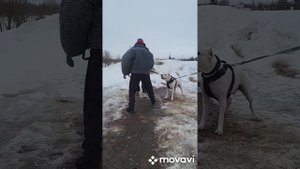 дрессировка аргентинского дога