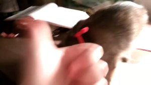 Мне купили собаку!!!