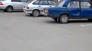 Коты гоняют собак