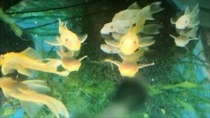 L144 Анциструсы малыши