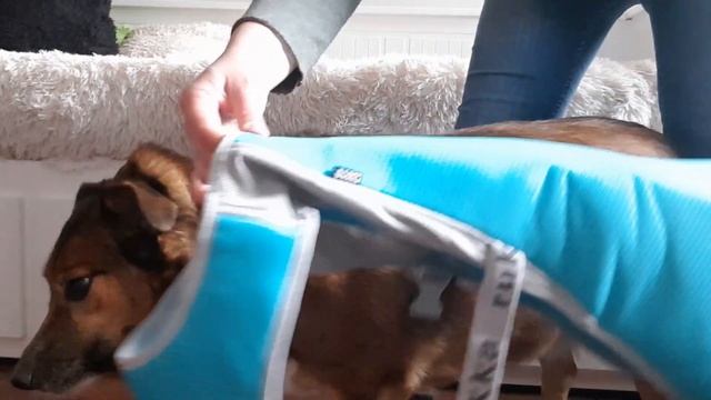 RUKKA Cool Vest Kamizelka chłodząca dla psa, 5 rozmiarów смотреть онлайн