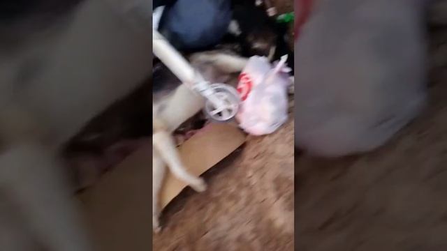 Астрахань, лиманский район ,село песчаное ,травят собак ,полиция даже не будет суетится смотреть онлайн