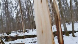 Окно в природу.