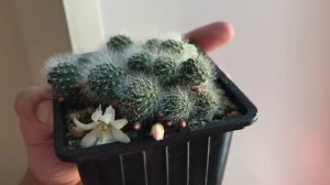 Пробужджение кактусов весной (весна 2024)