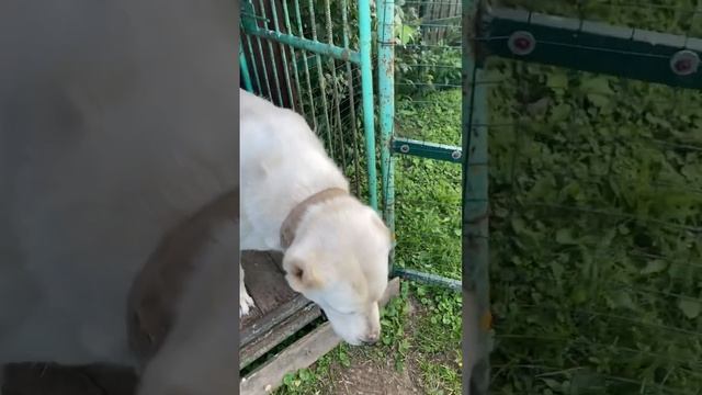 Объявили амнистию #собаки #алабай #среднеазиатскаяовчарка #деревенскаяжизнь #деревня #жизньвдеревне