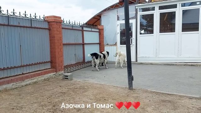 Мои домашние ветераночка Азочка и супер нянька Томас ♥️♥️♥️♥️♥️♥️♥️ смотреть онлайн
