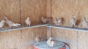 Голуби,желтые чили и чисто жёлтые.Pigeons, yellow chili and pure yellow