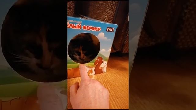 У кошки новый дом  #кошки #кот #котята #cat #kitten