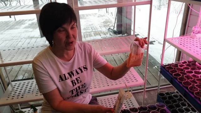 Первая подкормка рассады томатов смотреть онлайн