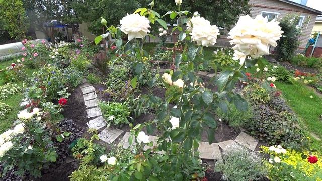 Размножение роз воздушными отводками.100% результат! смотреть онлайн