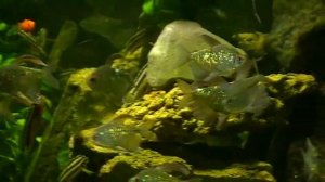 # Aquarium. Tetra Moenkhausia. Бриллиантовая тетра.