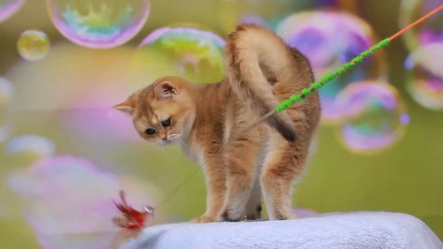 Британские котята,UA*Leo San Valencia, BRI ny 11