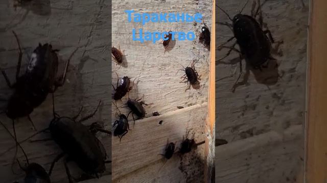 Тараканье царство. Разбираем старый курятник...